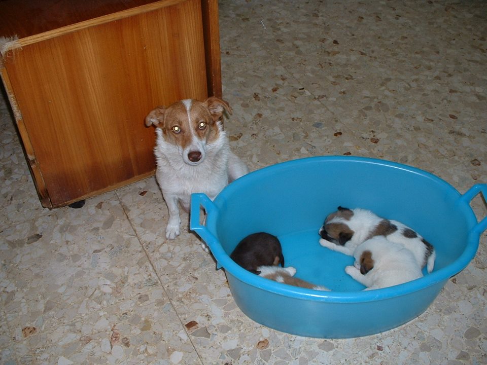 Mamma e cuccioli abbandonati